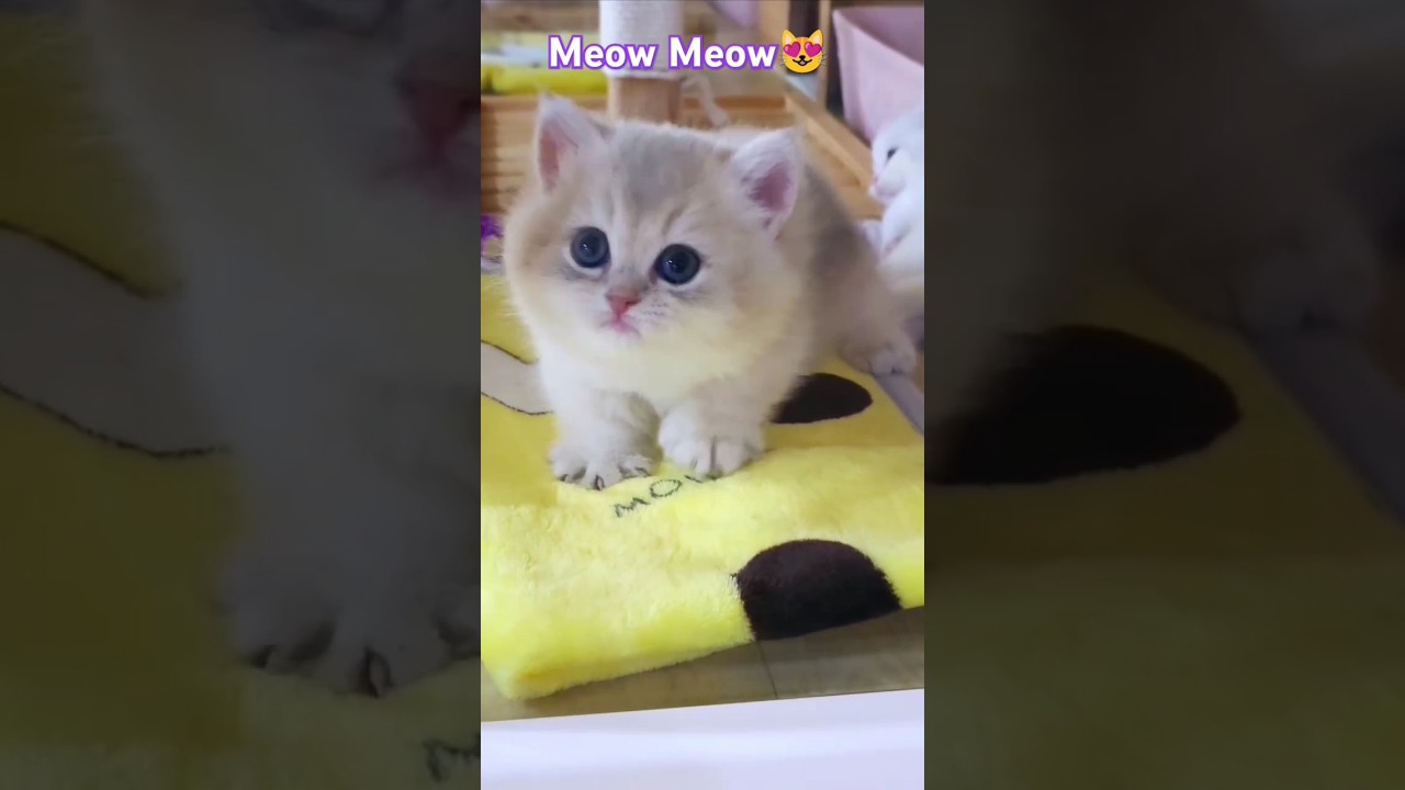 cute little cat 😻#cat #cute #pets #catlover #kitten #kucingcomel #comel #catvideo #cuteanimal#shorts