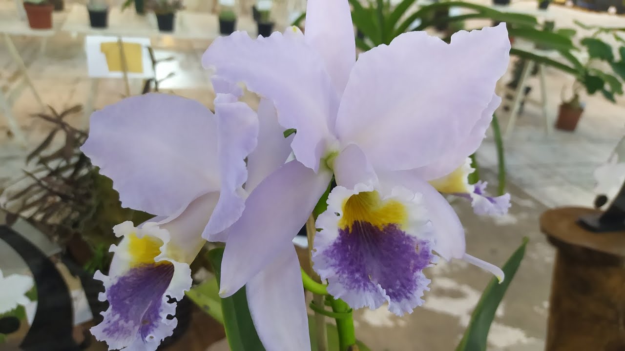 08/06/2026 40o Exposição de Orquídeas de Timbó - CORT Círculo de Orquidófilos de Timbó.