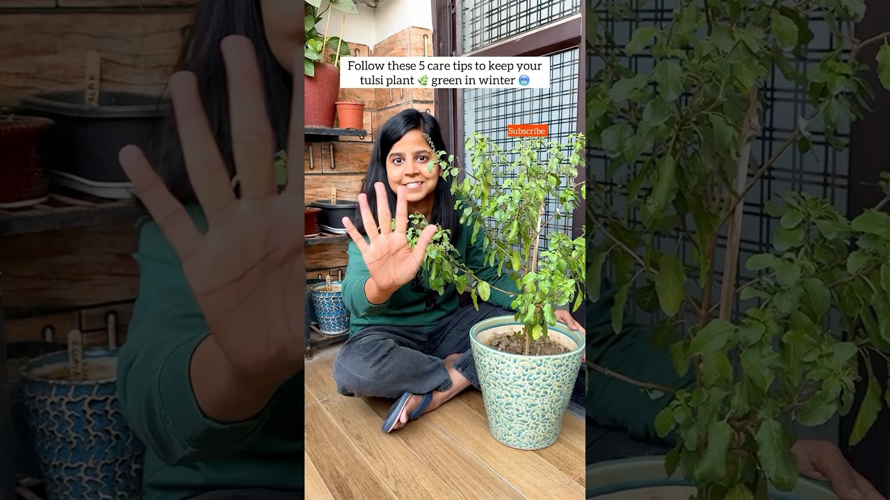 Tulsi Plant Winter care tips 🌿 #youtubeshorts #shorts #yt #ytshorts #plants #tulsiplant #winter