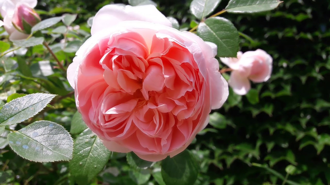 Мой сад в июне 2018. Часть 1. My rose garden tour 2018. Part 1.