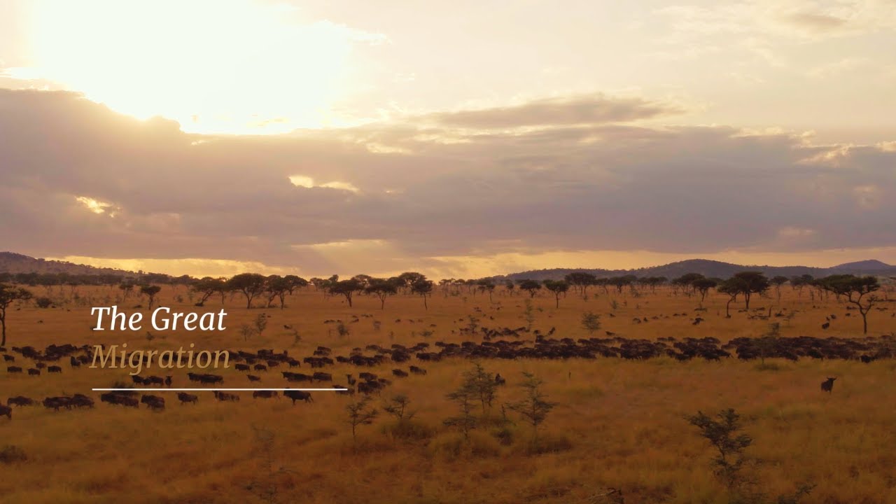 Почему стоит поехать в Танзанию | От миграции в Серенгети до пляжей Занзибара