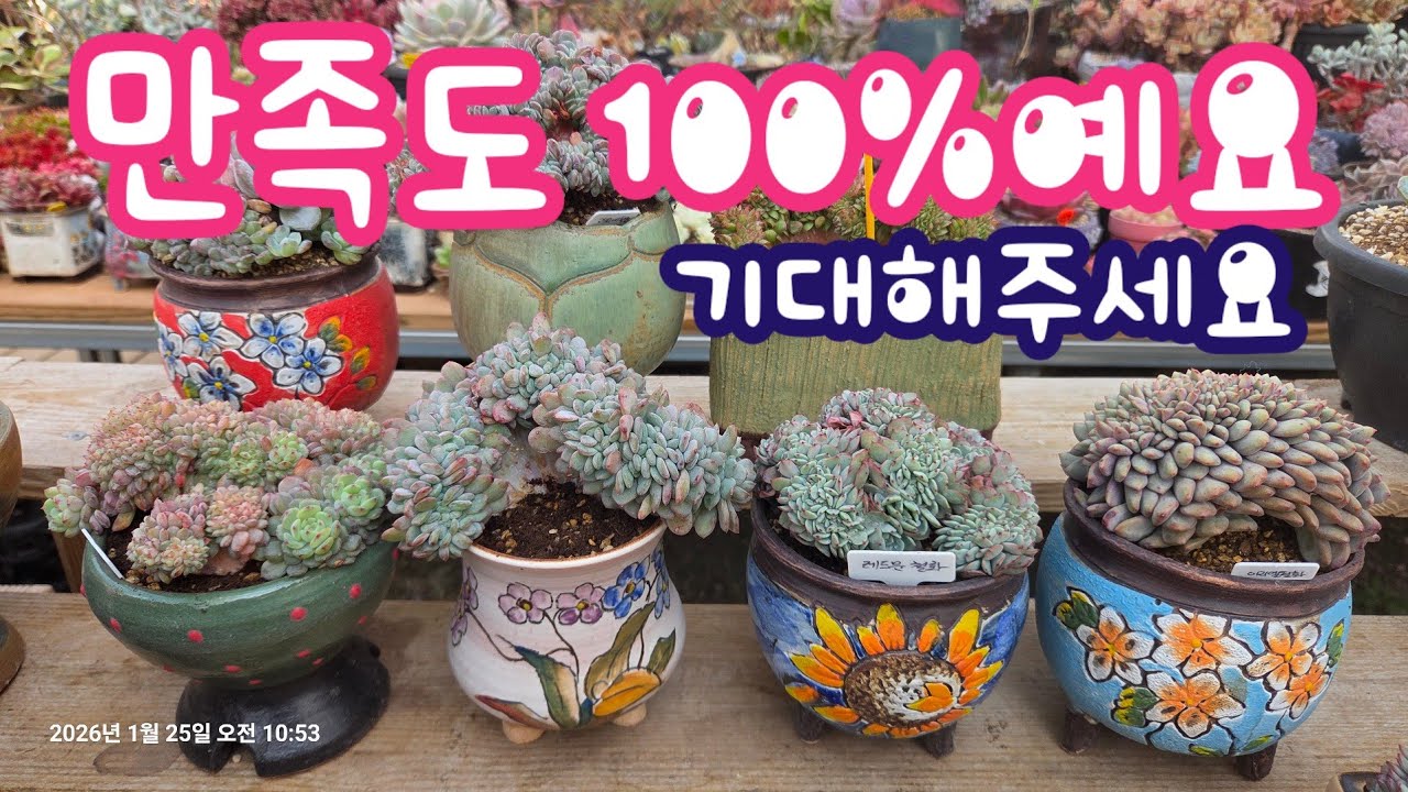 화이트팜철화,  오닉스철화, 아리엘철화, 레드문철화 