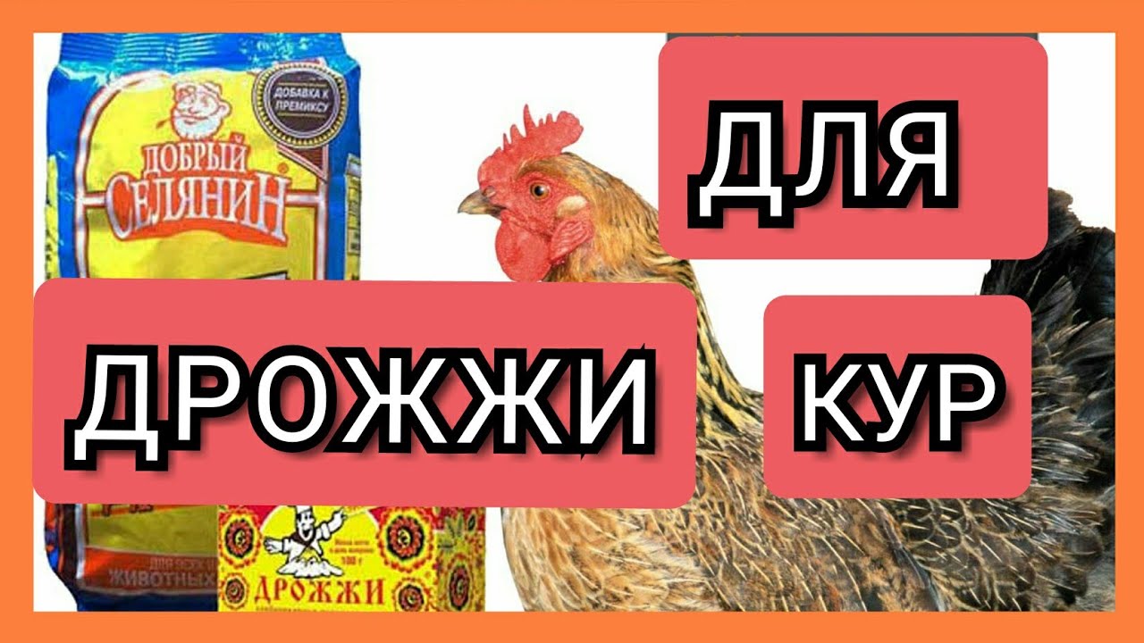 ✔Куры Несутся Круглый Год!/Дрожжи для Кур Несушек/Какие Дрожжи Давать Курам?/Как Давать Курам Дрожжи