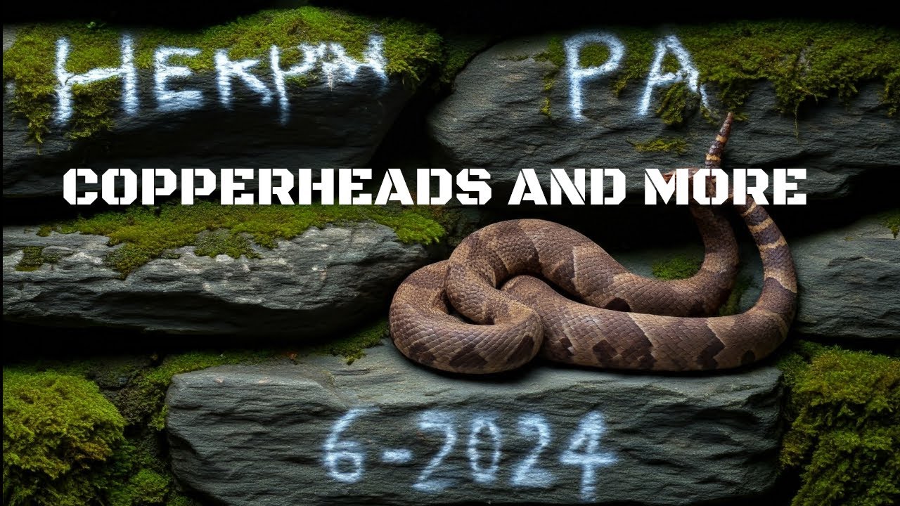 PA's Spicy Little Snakes - Copperheads and more! 6-2024