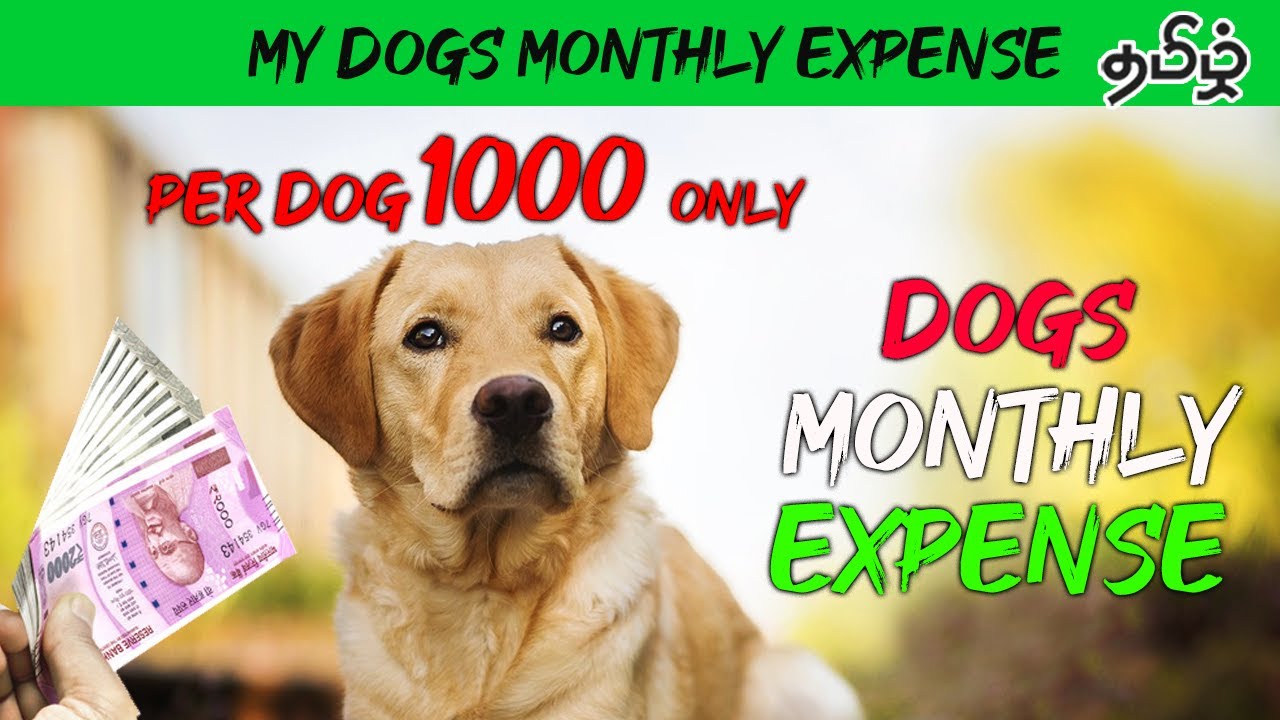 Labrador Retriever Monthly Expenses in India 2021