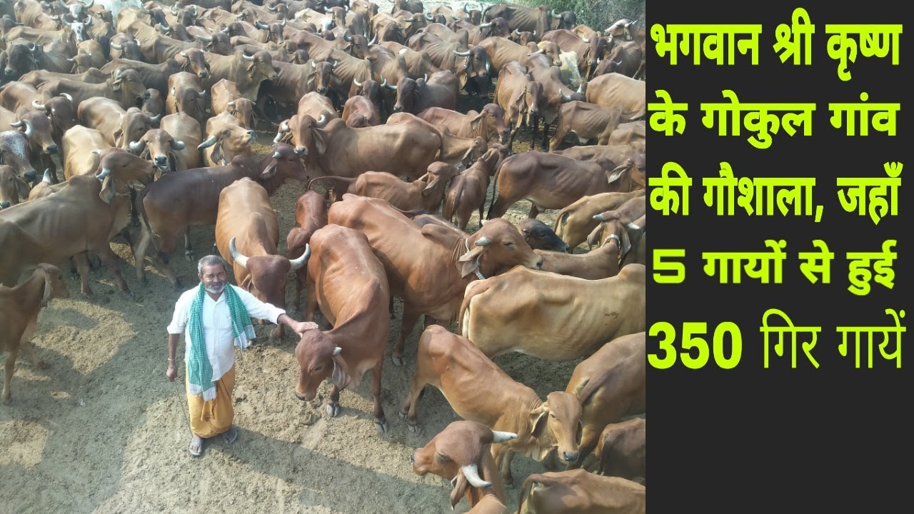 भगवान श्री कृष्ण के गोकुल गाँव की गिर गौशाला 🙏 Gir gaushala यहाँ से किसी को भी कोई गाय नहीं दी जाएगी