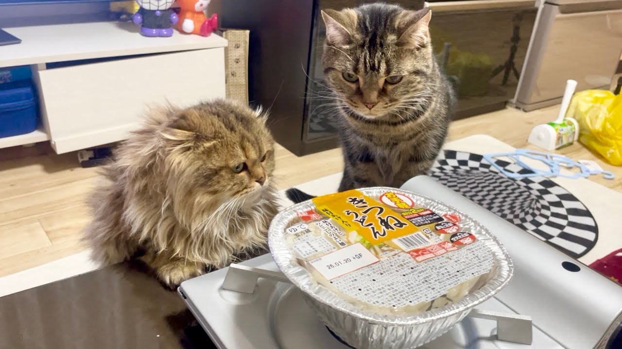 きつねうどんに火をつけた瞬間、猫が全員集合しました