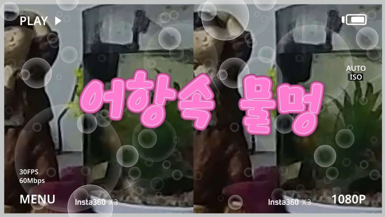 금붕어 두마리 아무생각없이 물멍하기🐠🐠