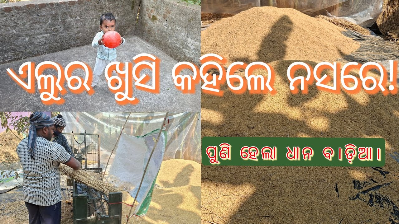  ପୁଣି ହେଲା  ଧାନ ବାଡିଆ ହେଲା।  #odiavolg #cultivation #villagelife #village #villagevlog 
