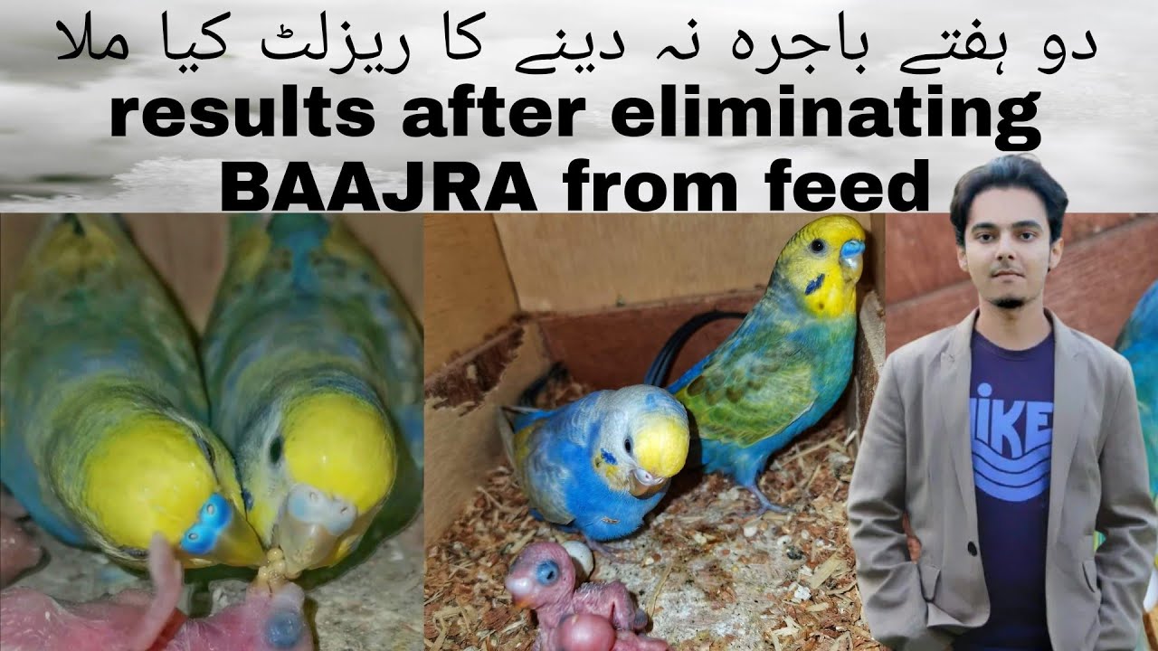 Birds Breeding Business Part 279 Urdu Hindi Punjabi | Rainbow budgies breeding setup progress