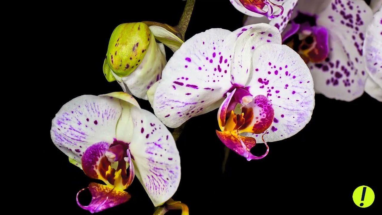 Chautastic! Orchids Blooming Music Vet Thuong Cuoi Cung