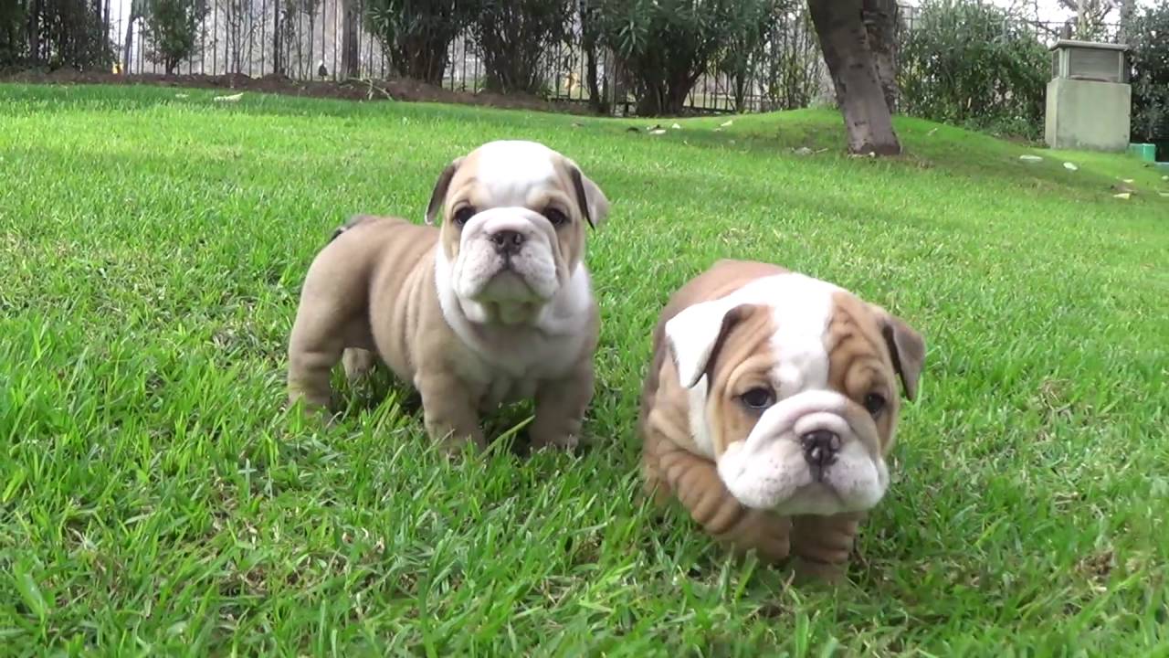 Bulldog Puppies
