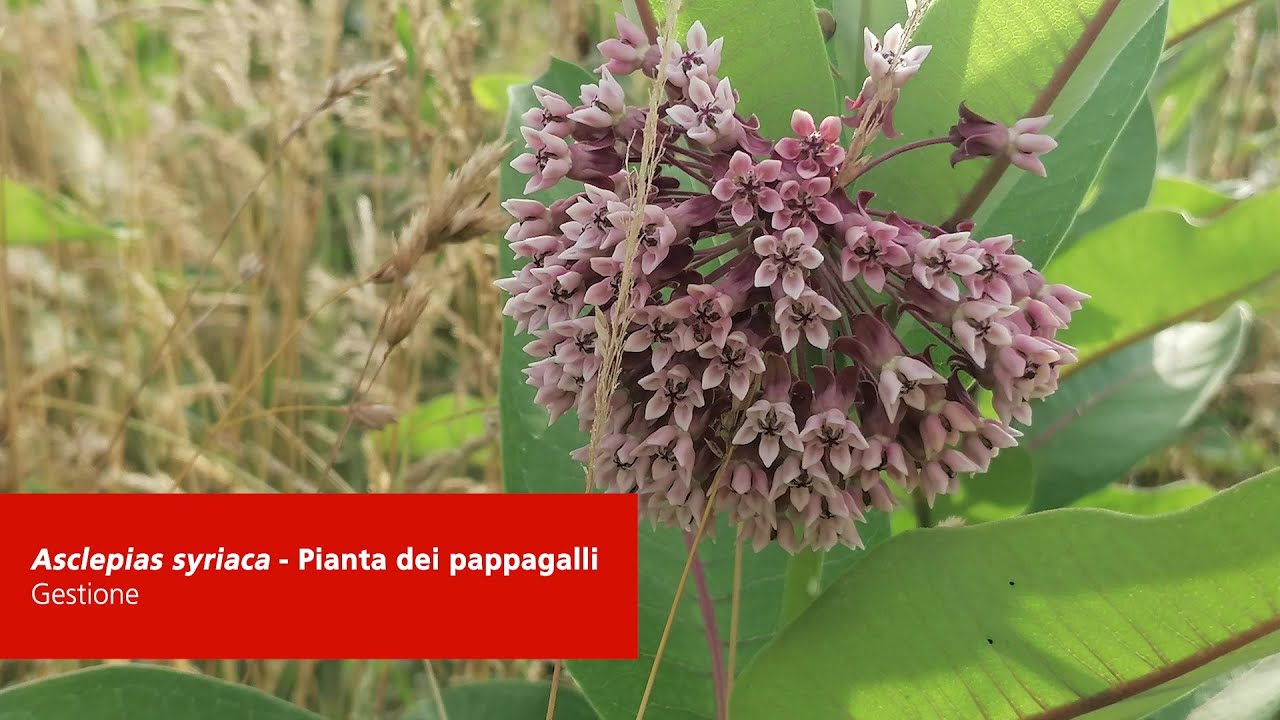 Asclepias syriaca – Pianta dei pappagalli (Gestione)