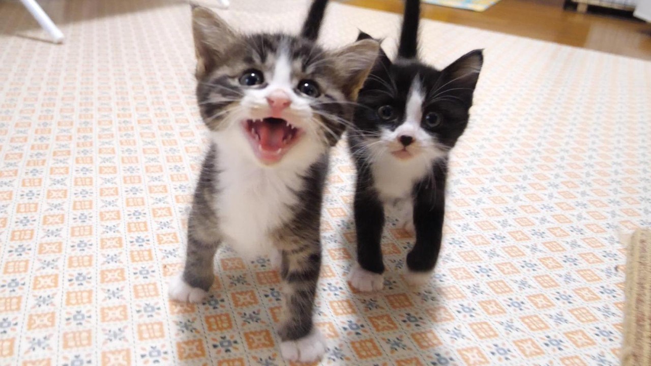 子猫のニャーニャー隊がゴハンを出さないおじさんに抗議する？【赤ちゃん猫　保護猫】