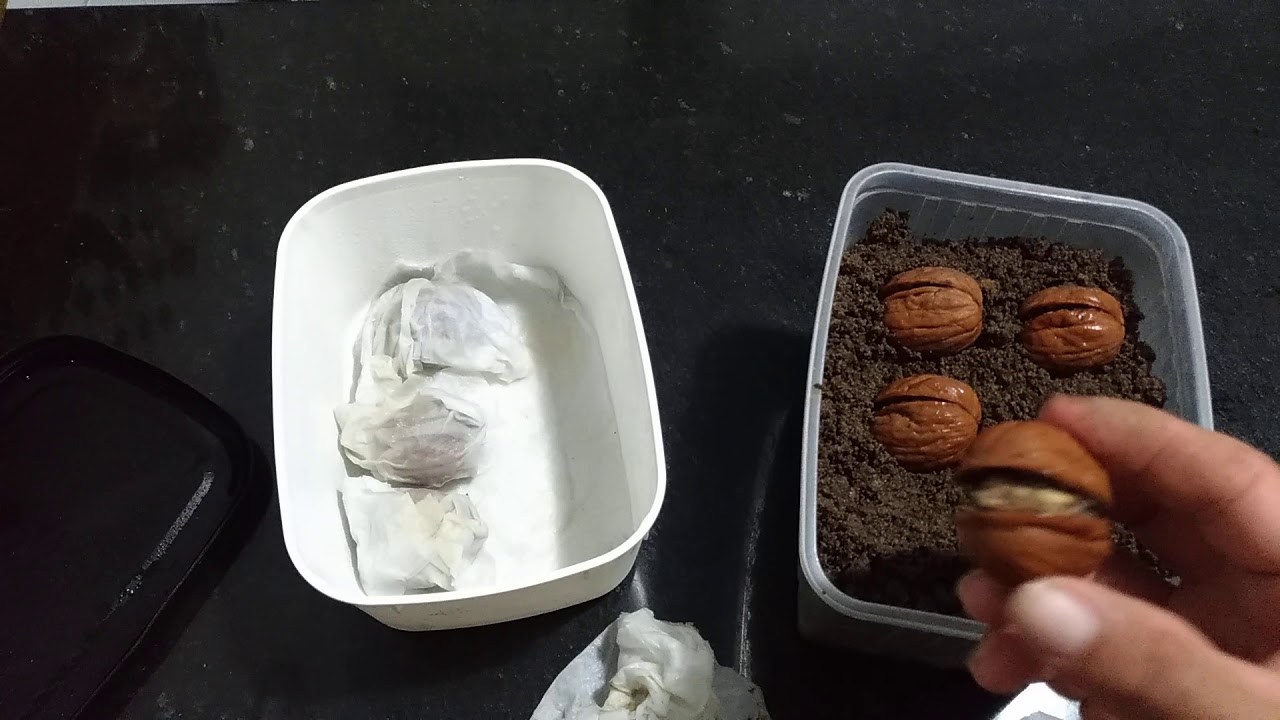 COMO GERMINAR NOZES  2