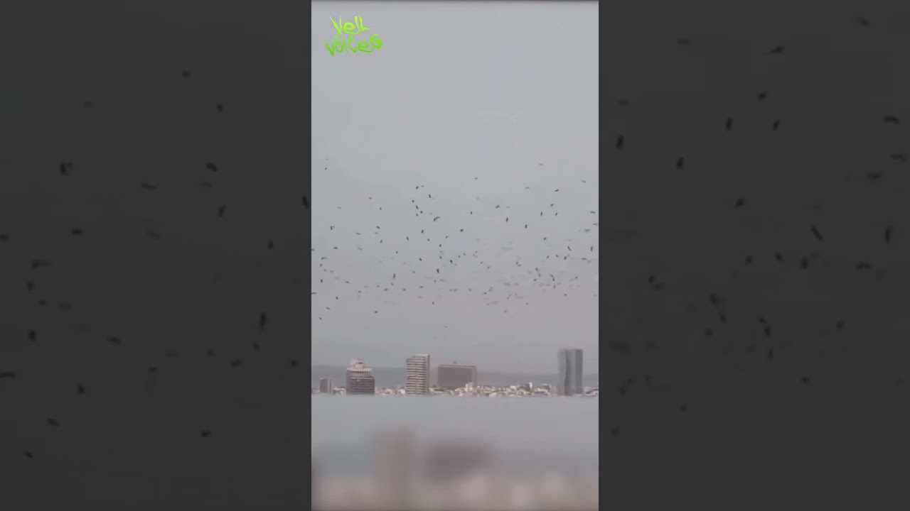 Bad Omen on the skies Over Tel Aviv!  #fyp #scary #telaviv #birds #scarybirds #horror #creepy