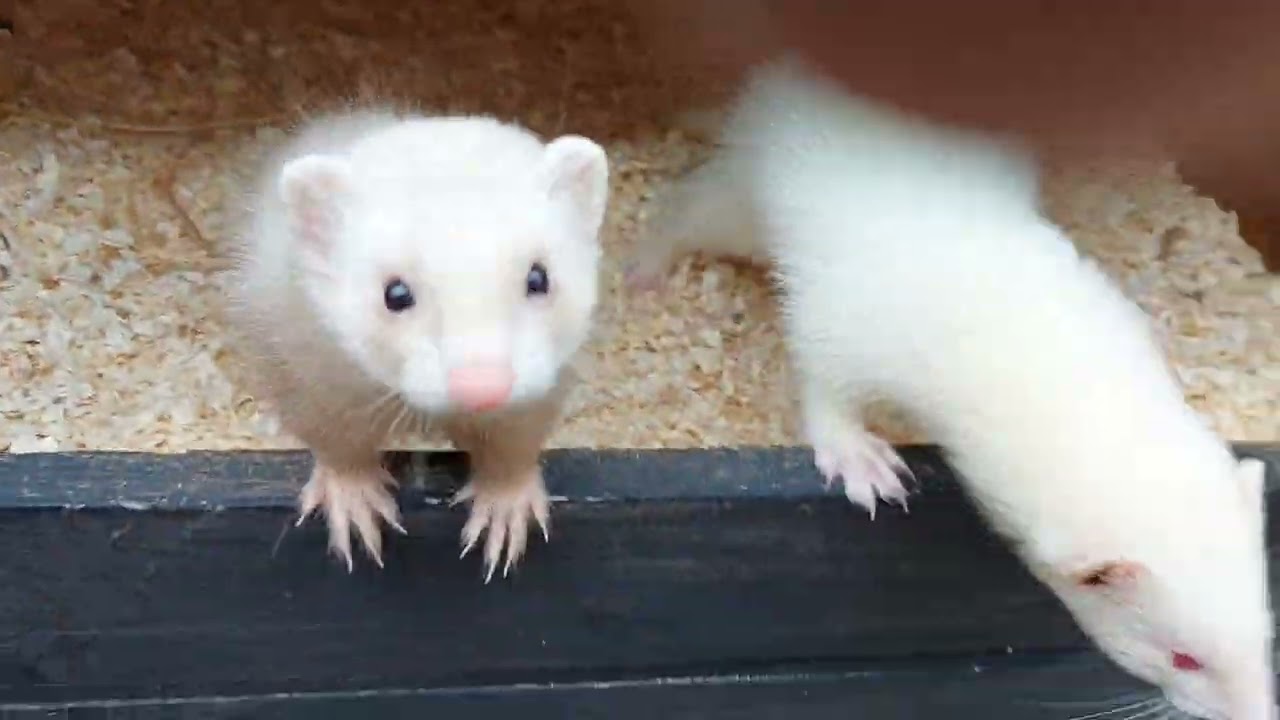 update on my working micros ferrets and kits 2024