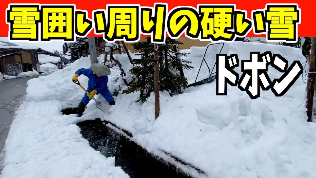 【ドボン】2025-02-16（日）立木周りの雪かきをして水路へドボン！最強スノーダンプ吉鉄！武七の除雪・雪かき日記　snow removal ASMR