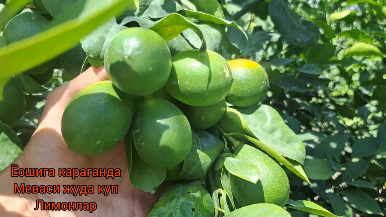 бунакаси булмаган. ЁОШИГА КАРАГАНДА МЕВАСИ КУП ЛИМОНЛАР. YOSHIGA QARAGANDA MEVASI JUDA KO'P LIMONLAR