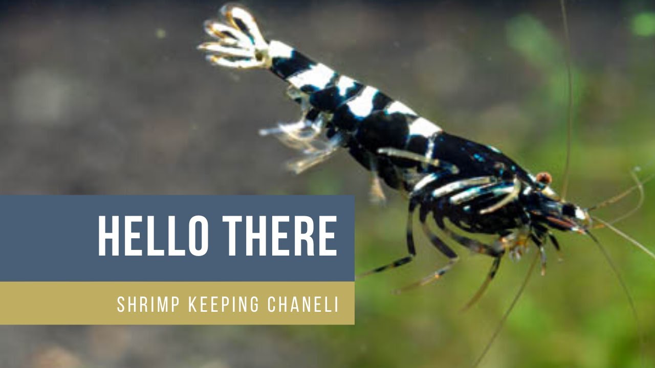 Shrimp keeping and shrimp close ups and macro shots. Hallo from Shrimp Time!!