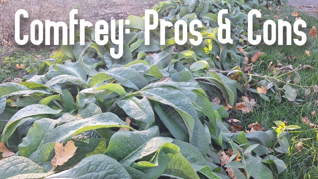 Comfrey: A Permaculture Staple // Pros and Cons PLUS Collecting Root Fragments for Planting