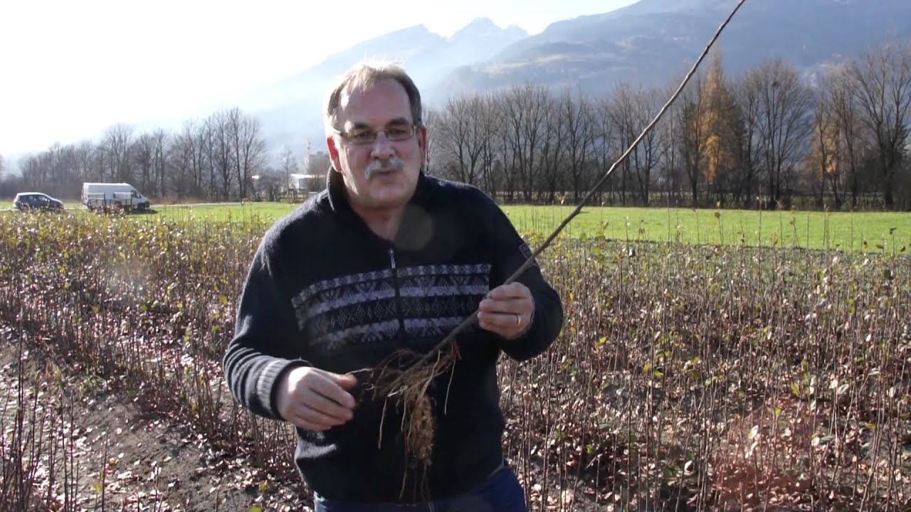 Produktion von vegetativ vermehrten Obstunterlagen
