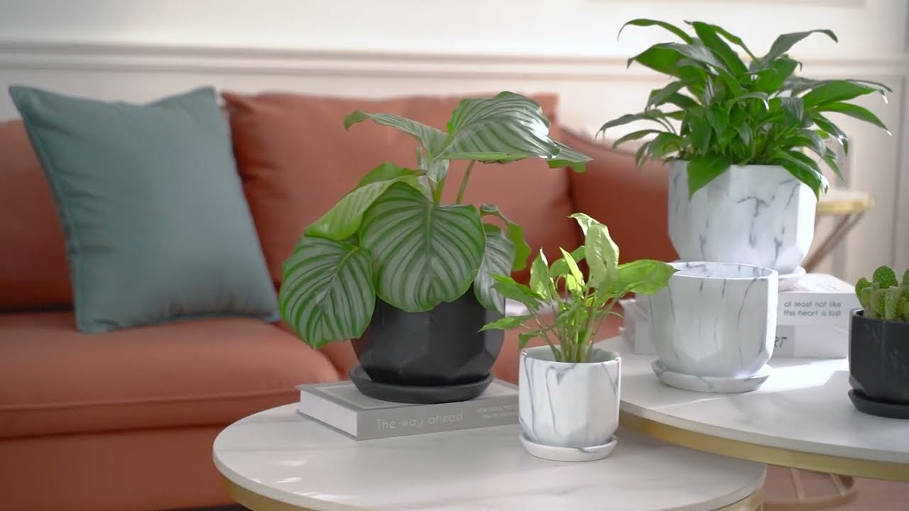 Introducing Premium Ceramic Plant Pots