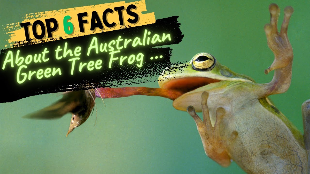 Facts About the Australian Green Tree Frog.