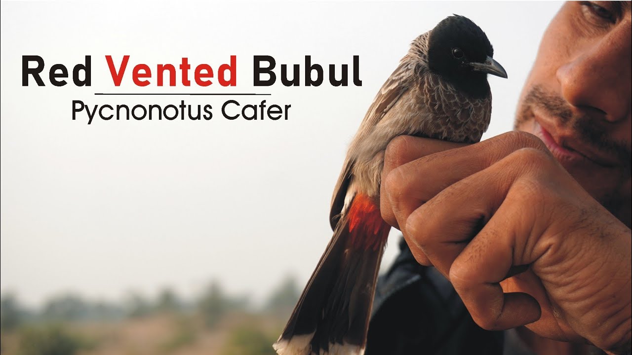 Red-Vented Bulbul |A-z Information