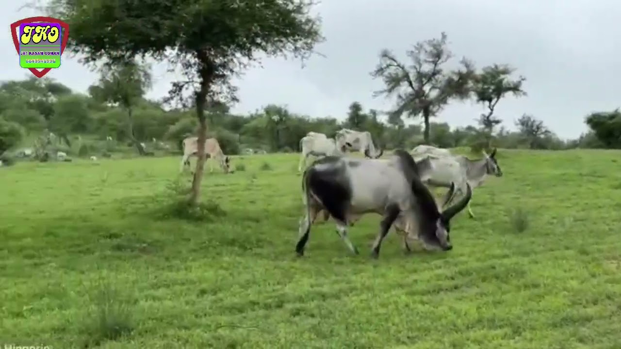 કચ્છના હરિયાળા ચરાગાહોમાં ચરતા દેશી બળદો