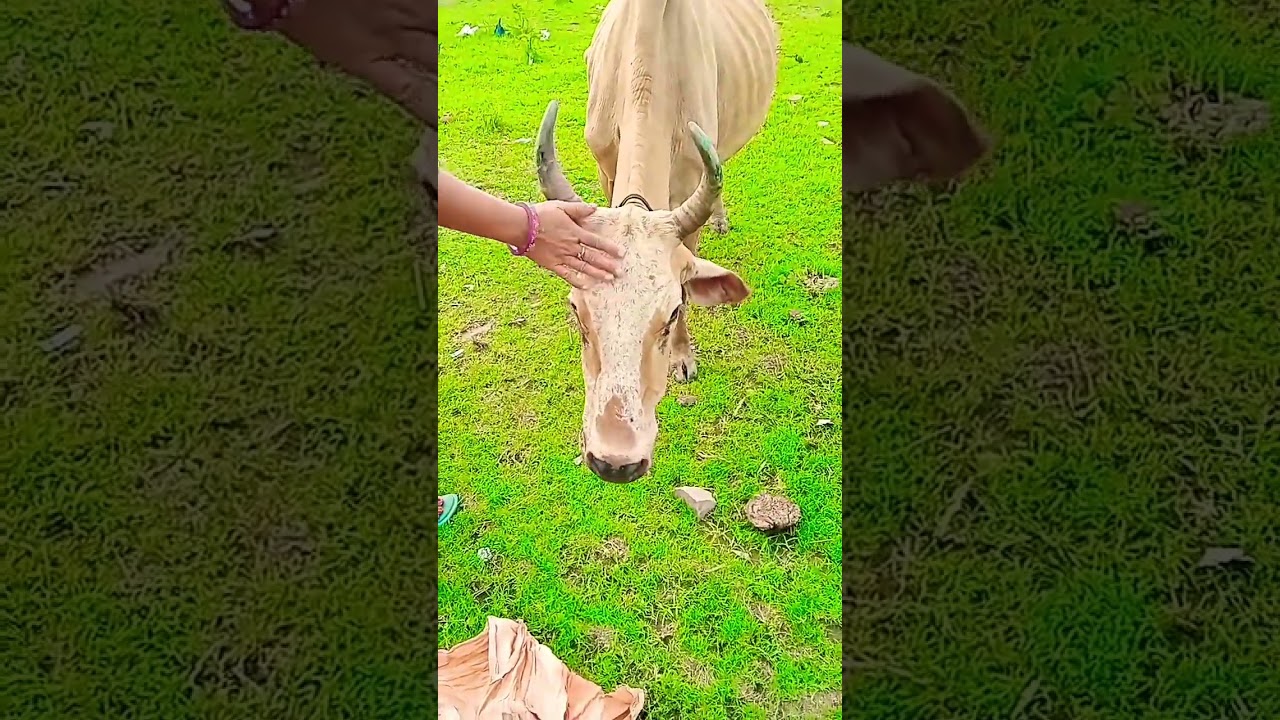 #savethecow