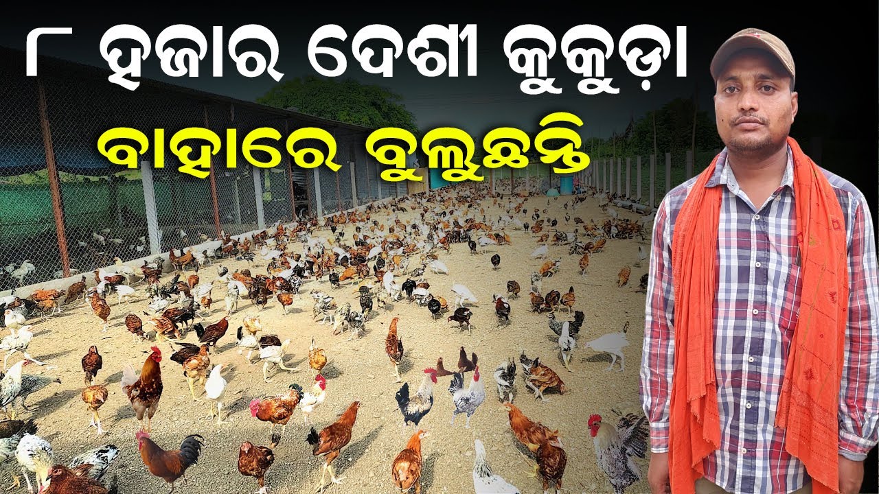 ୮ ହଜାର ଦେଶୀ କୁକୁଡ଼ା ଫାର୍ମ || How to start a Desi Poultry Farm with 8000 Capacity ? @EfarmingOdisha
