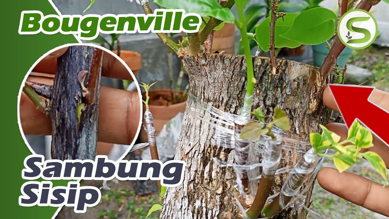 Cara Sambung Sisip Bougenville (Kembang Kertas) Banyak Jenis dan Warna