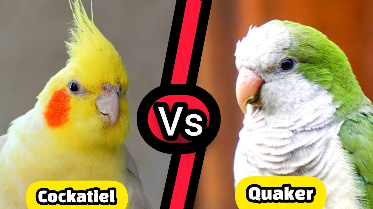 Cockatiel Parrot vs Monk Parakeet | Which Pet Bird is Best for You?