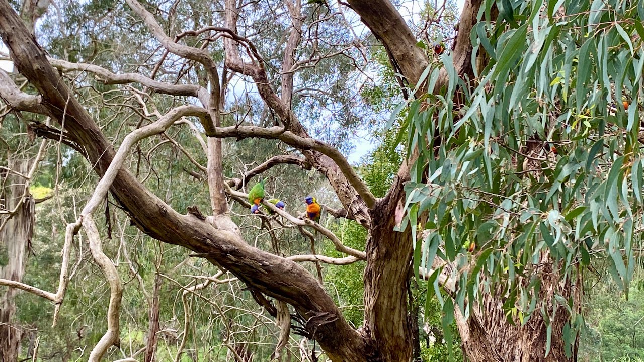 🦜Main Yarra Trail & Diamond Creek Trail🌲