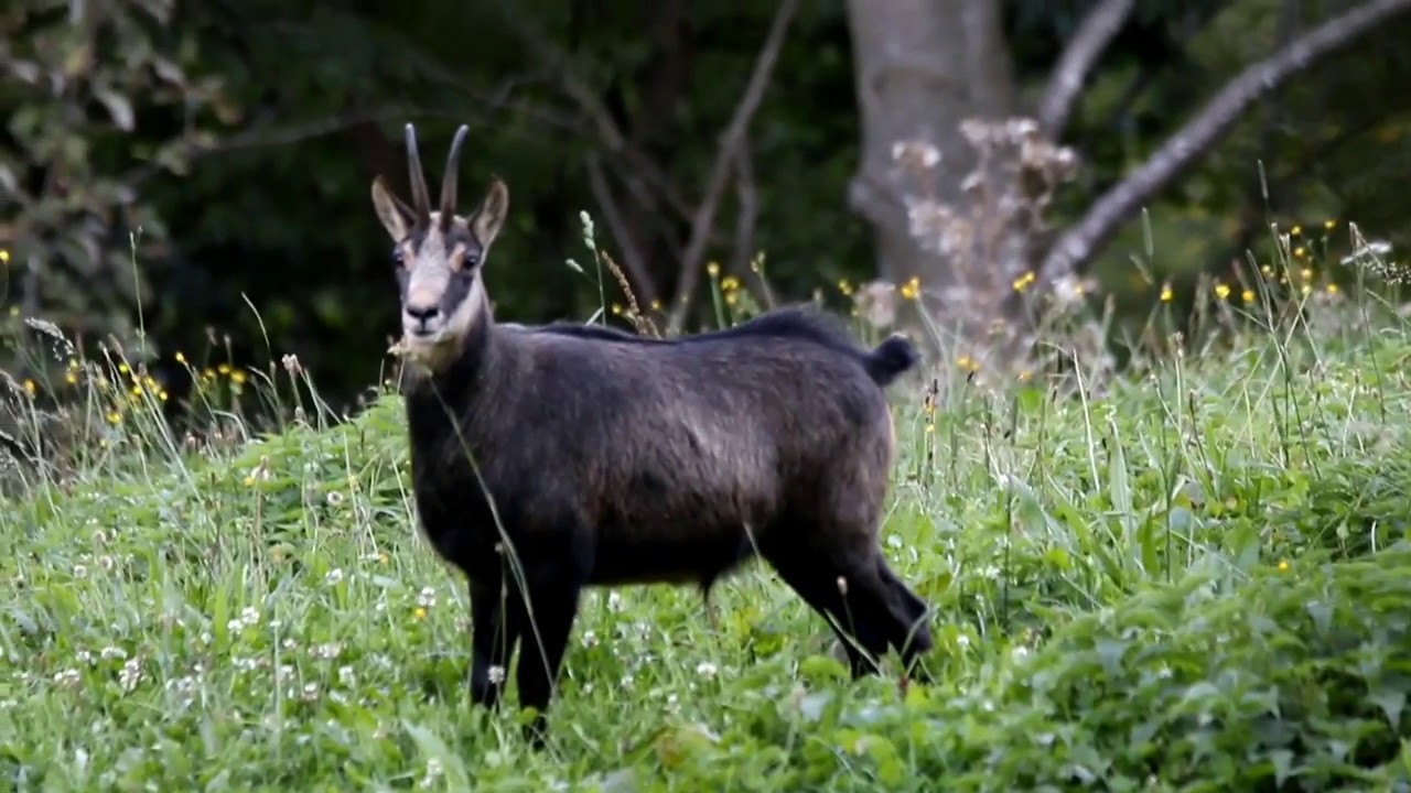 IL FISCHIO DEL CAMOSCIO
