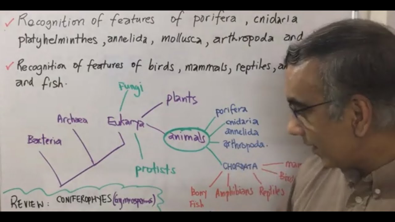IB Biology  Topic 5.3 Animal Phyla