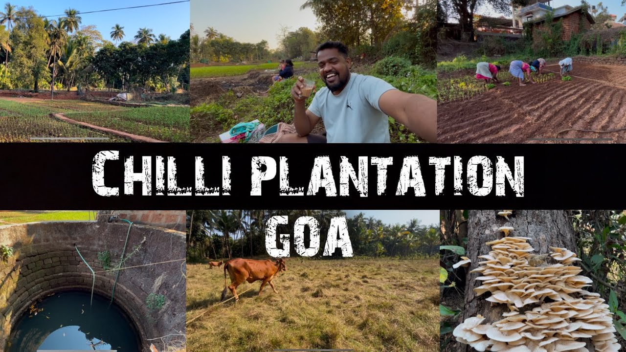 Chilli plantation in Goa🌶️