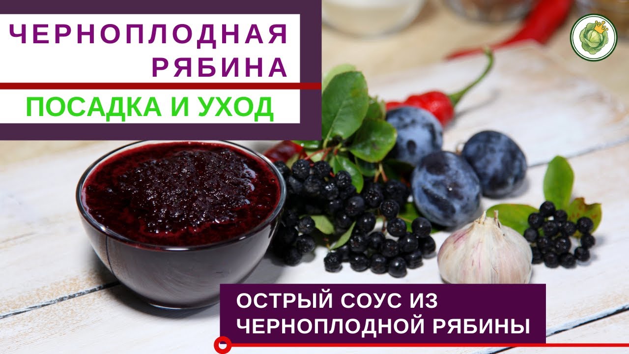 ЧЕРНОПЛОДНАЯ РЯБИНА ИЛИ АРОНИЯ - как вырастить и чем полезна//Рецепт соуса из черноплодной рябины