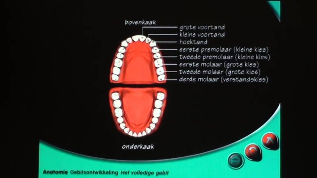 Anatomie gebitsontwikkeling: het volledige gebit