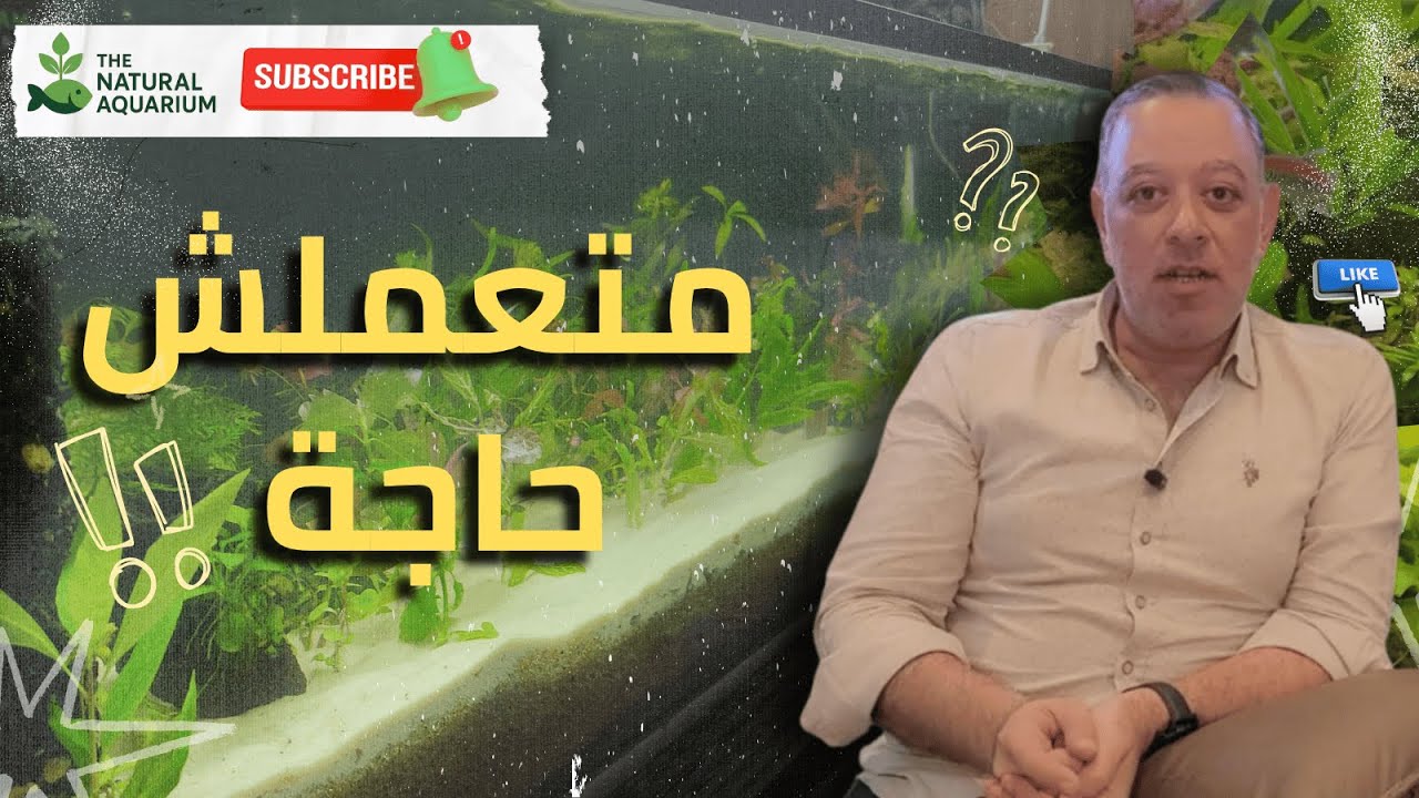 إزاي تتعامل مع حوض السمك بعد التأسيس؟ | أسرار الاستقرار في الأحواض الطبيعية