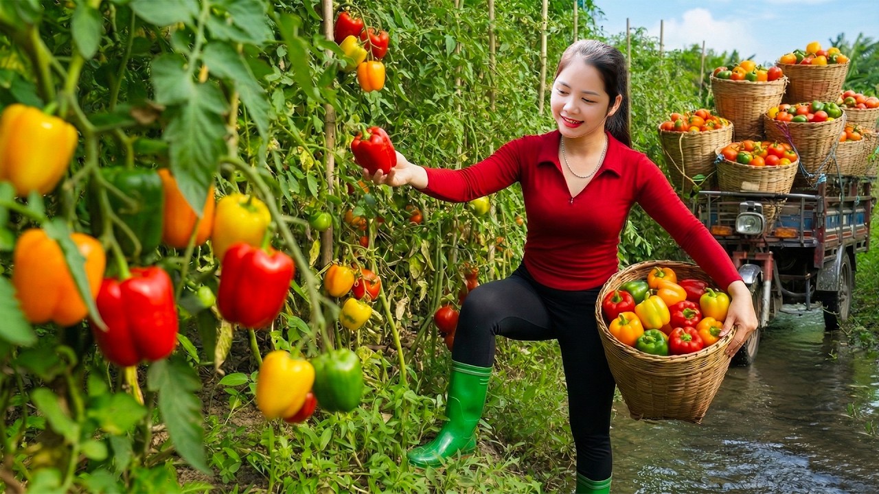 Harvesting 1000+ Spicy Green Chilies To Sell At Market, Special Green Chili Sauce Recipe