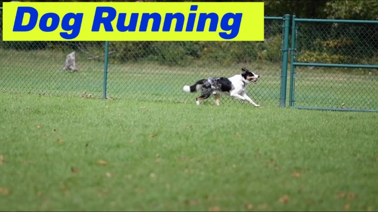 Dog Running In Epic Slow Motion 2 [HD] 2022