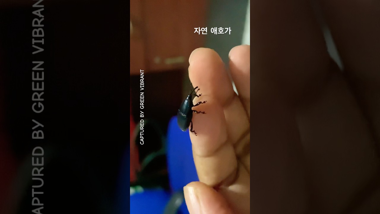 Night time friend! A black beetle with a long nose is likely a weevil, amazing right? | 