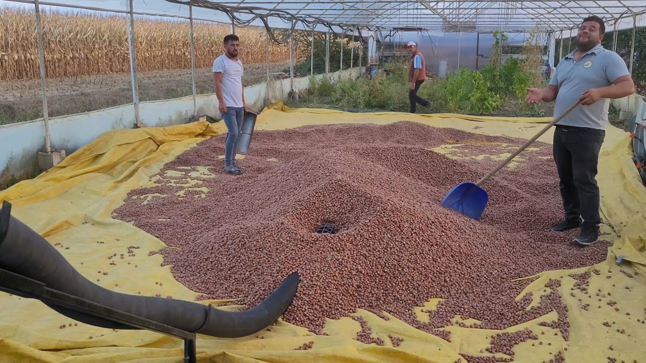 30 DEKAR BAHÇEMİZDEN NE KADAR FINDIK TOPLADIK - ÇUVAL ve ELEK DERDİNE SON HELEZON İLE FINDIK YÜKLEME