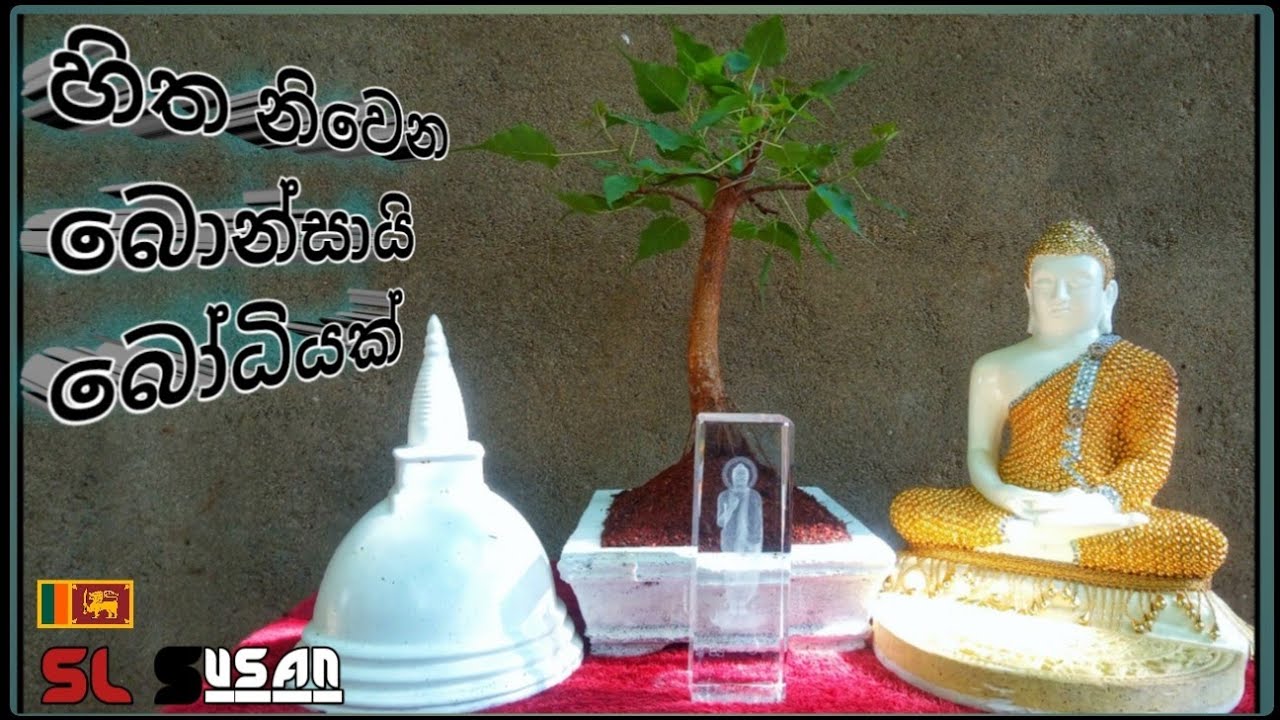 ගෙදර බුදු පහනට හිත නිවෙන bonsai බෝධියක්  (02) | bonsai story  14