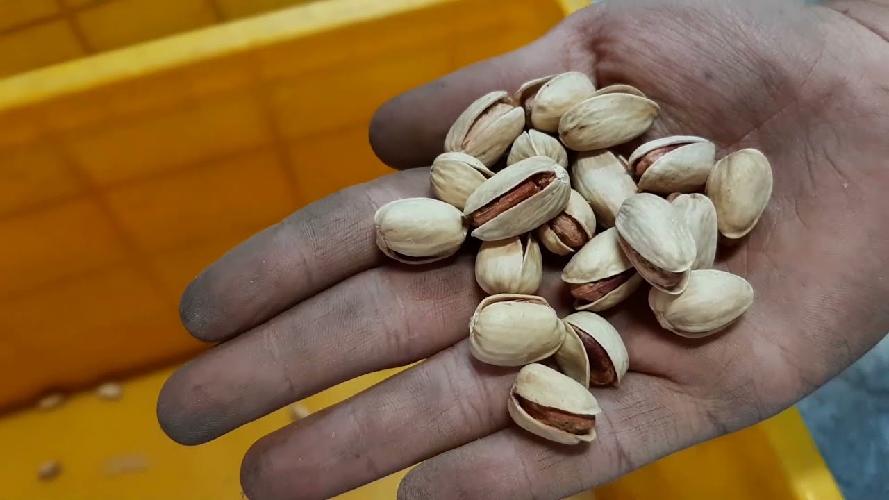 سورت پسته احمدآقایی با دستگاه سورتر غلطکی