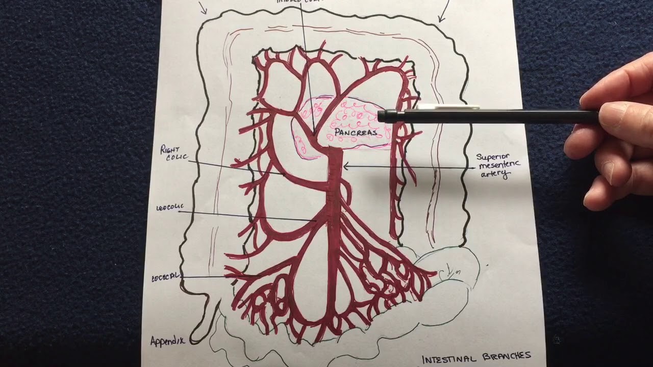 Bowel Resections: (Part 7) Blood Supply  to Bowel