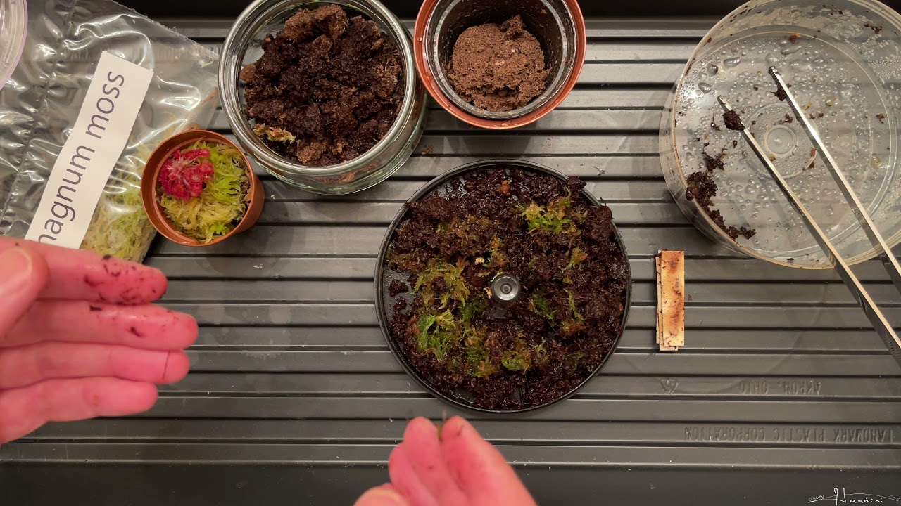 Planting My Really Red Drosera Spatulata Bakoensis
