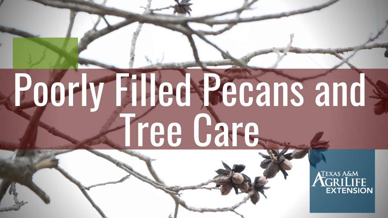 Poorly Filled Pecans and Tree Care